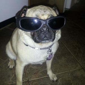 Meet your Posher, Cassidia